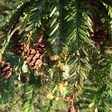 Sequoia sempervirens cone